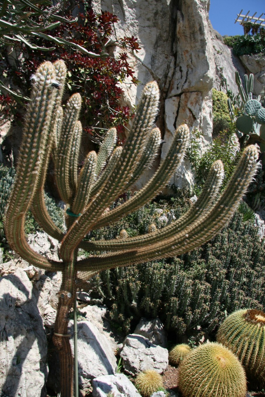 Кактус Pilosocereus gounellei