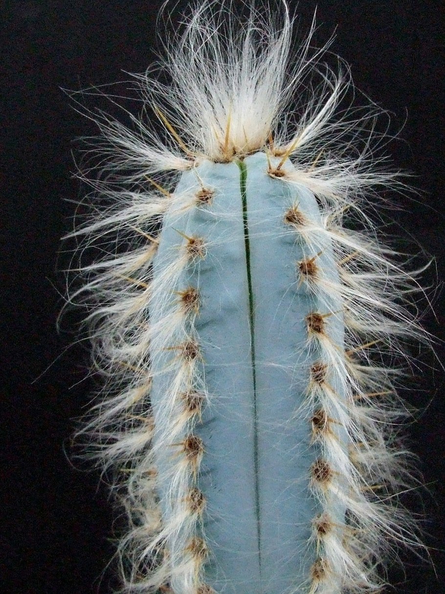 Pilosocereus glaucescens