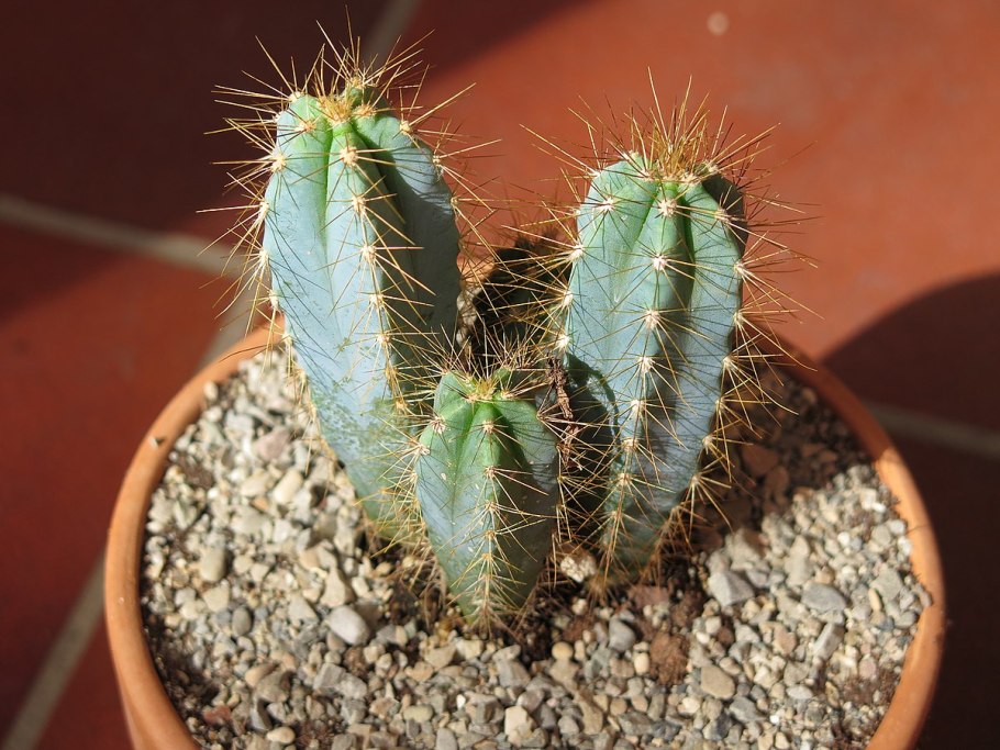Pilosocereus pachycladus