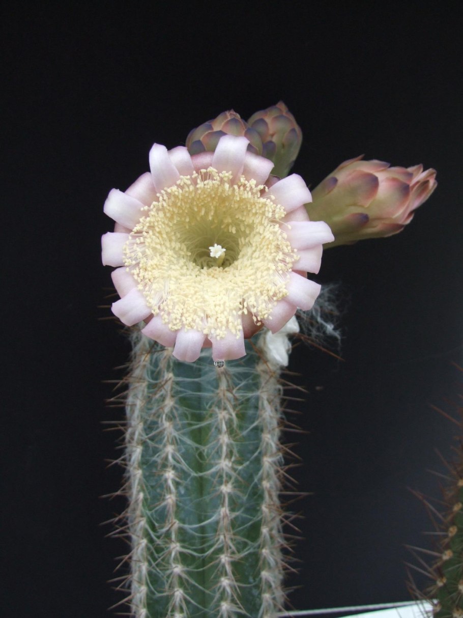 Pilosocereus leucocephalus