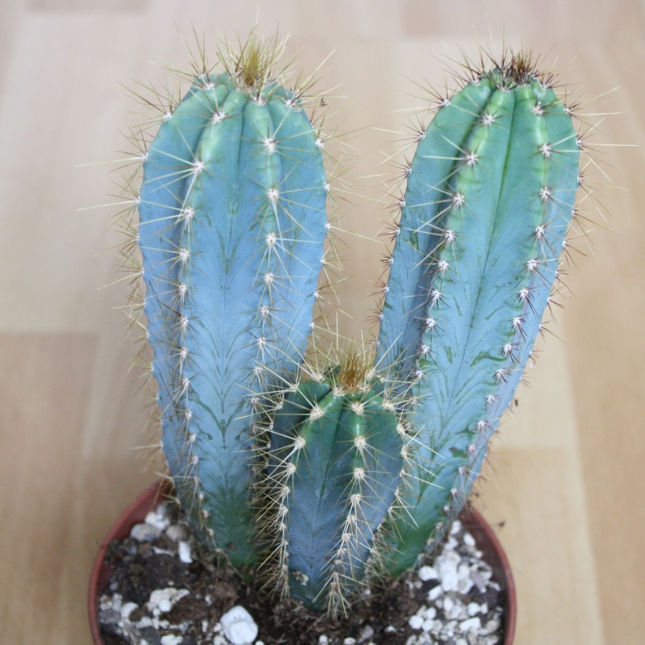 Pilosocereus pachycladus