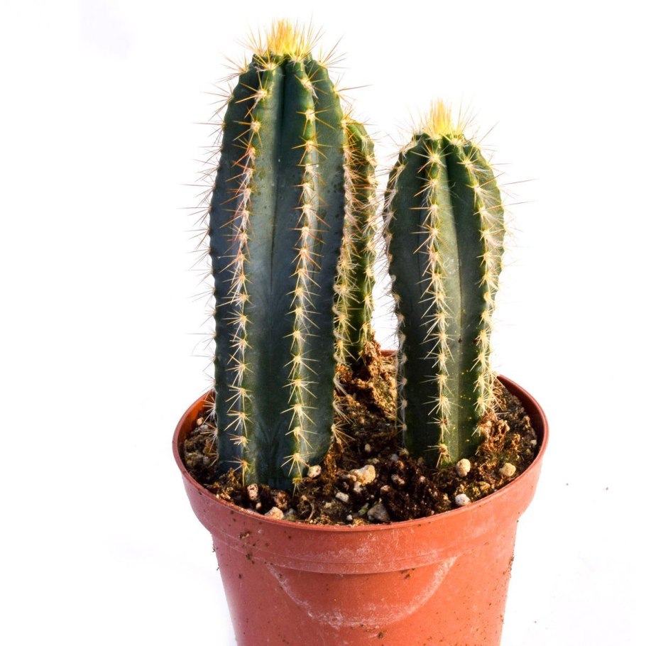 Пилозоцереус золотоствольный (Pilosocereus chrysostele)