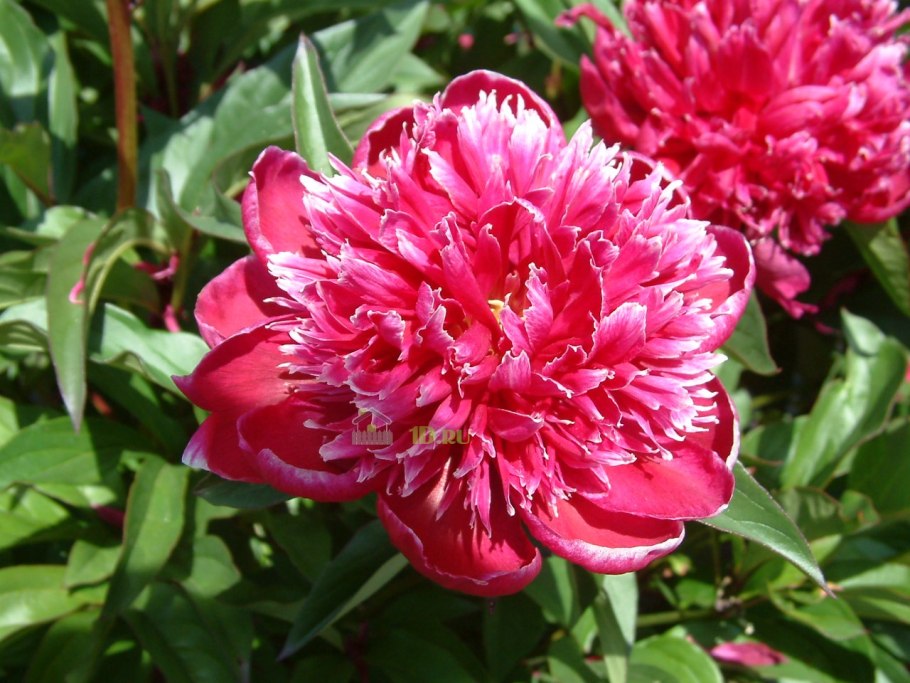 Пион травянистый букет Перфект