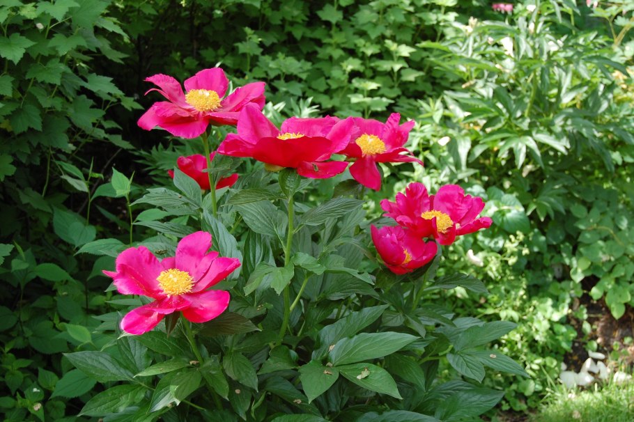 Пион патио Лондон