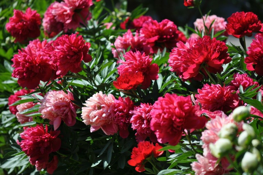 Пион Patio Peony Madrid