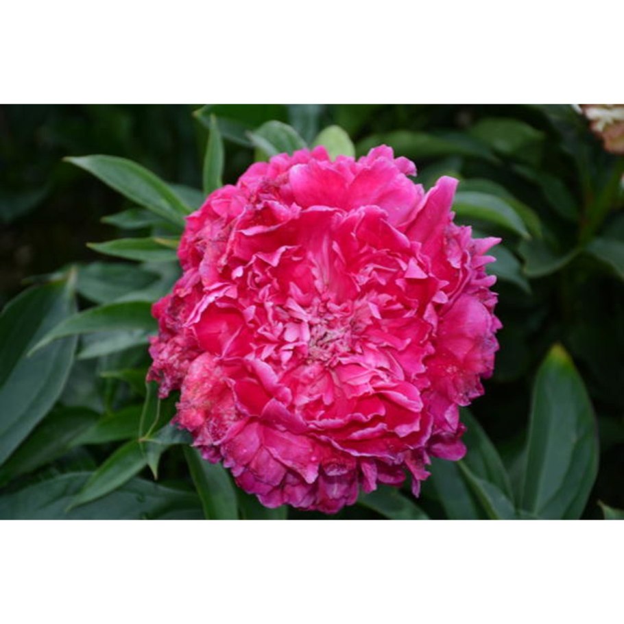 Пион Patio Peony London