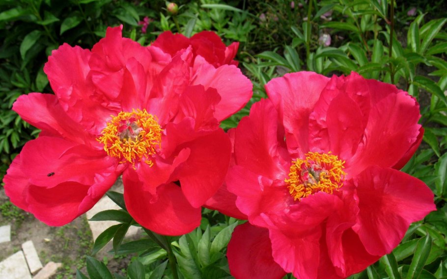 Пион травянистый Блейз