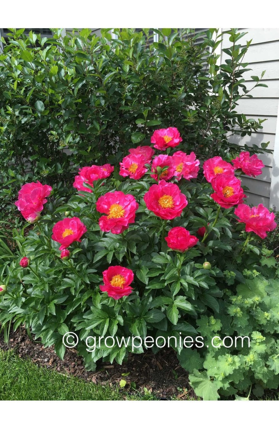 Пион патио Лондон