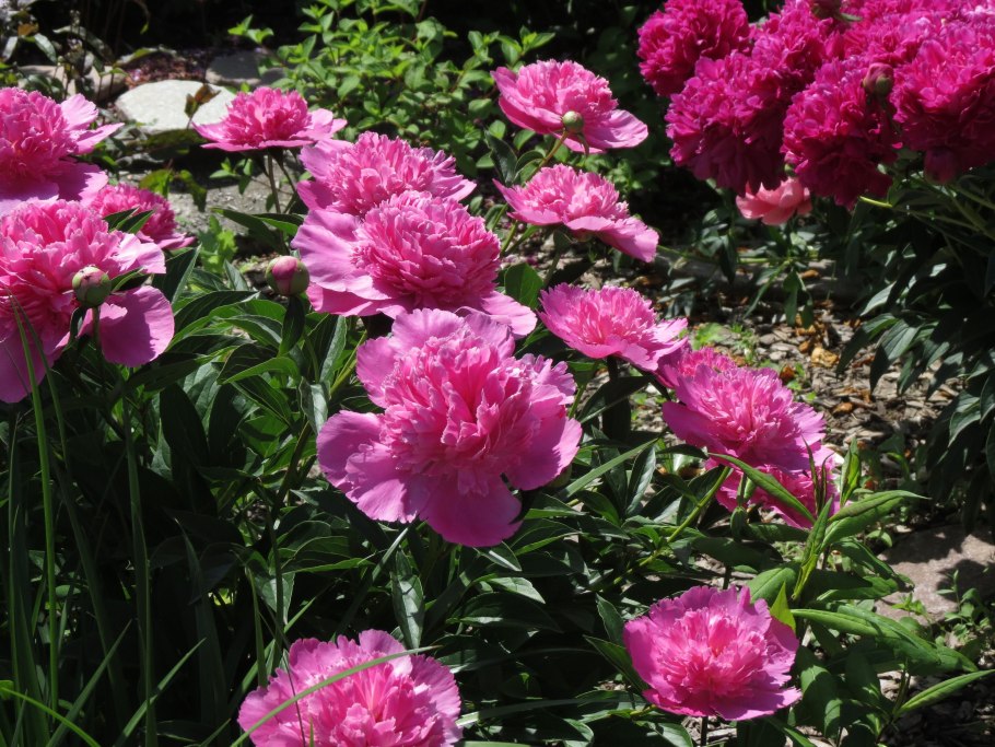 Пион травянистый букет Перфект