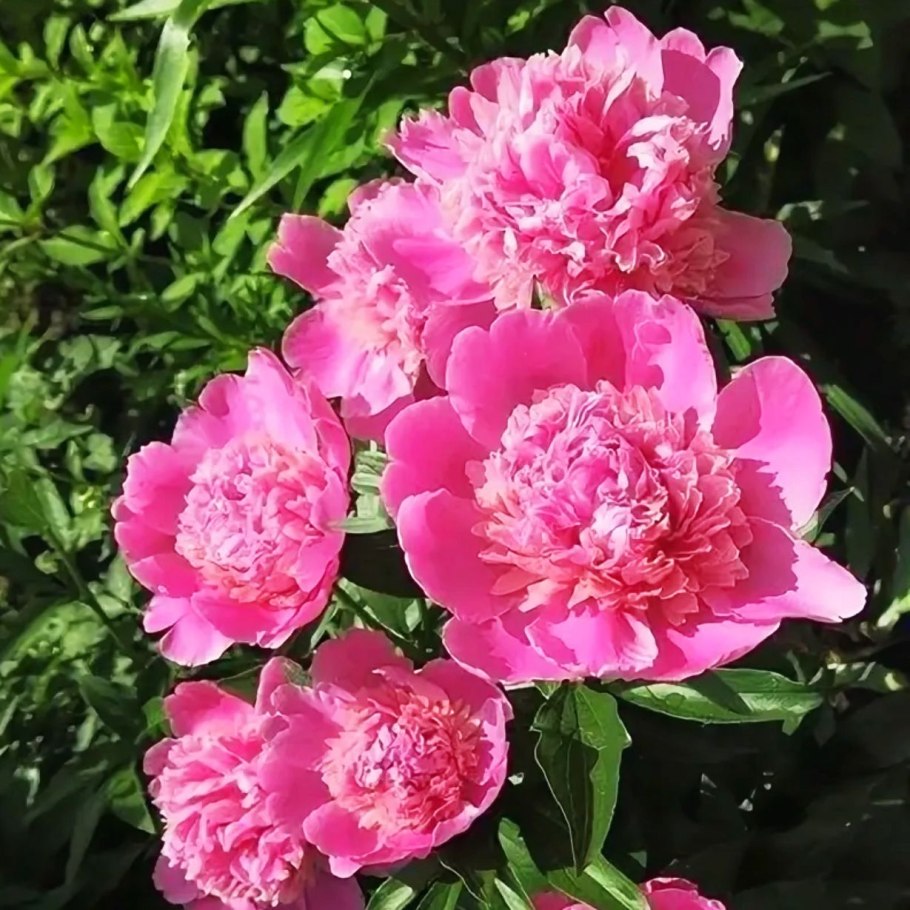 Пион травянистый букет Перфект