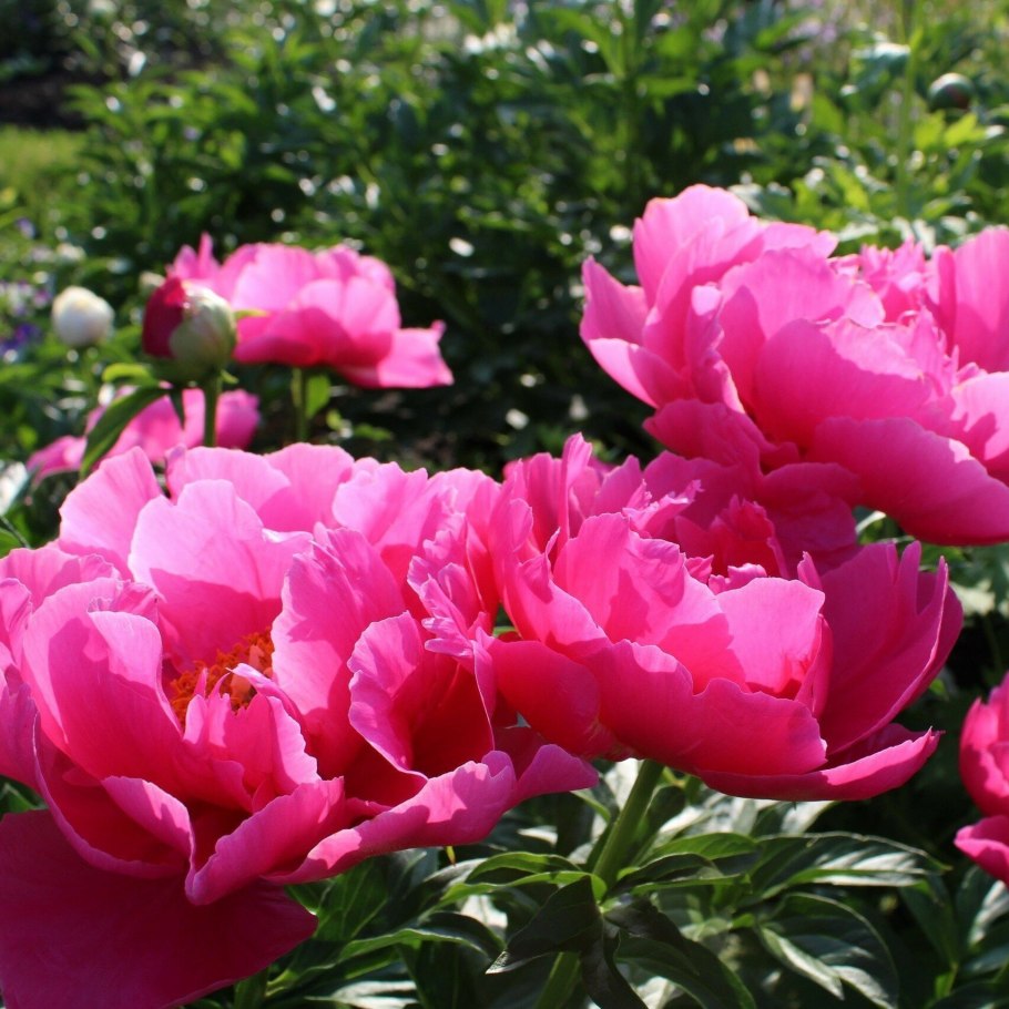 Пион молочноцветковый Паула Фэй