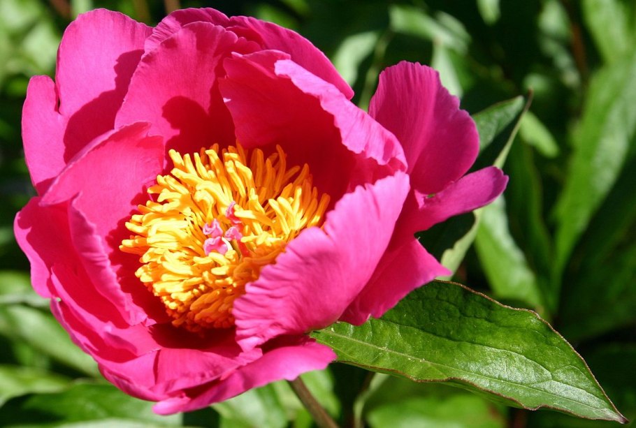 Paeonia Tamamidori