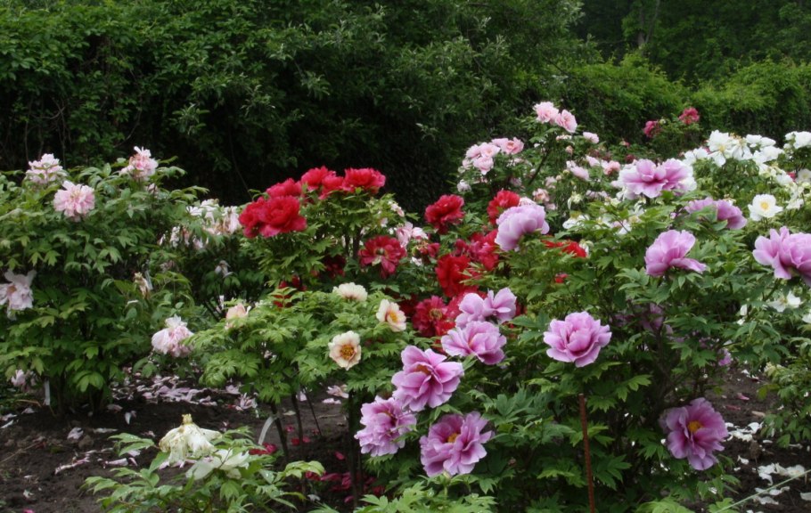 Пион Patio Peony London