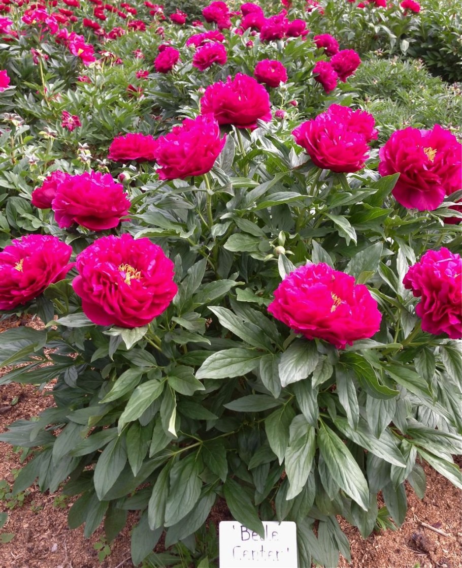 Пион патио Мадрид