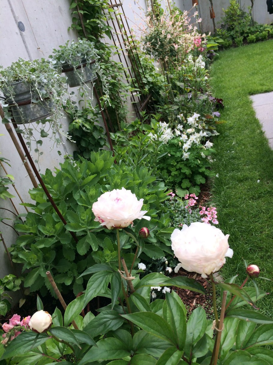 Пион патио Лондон