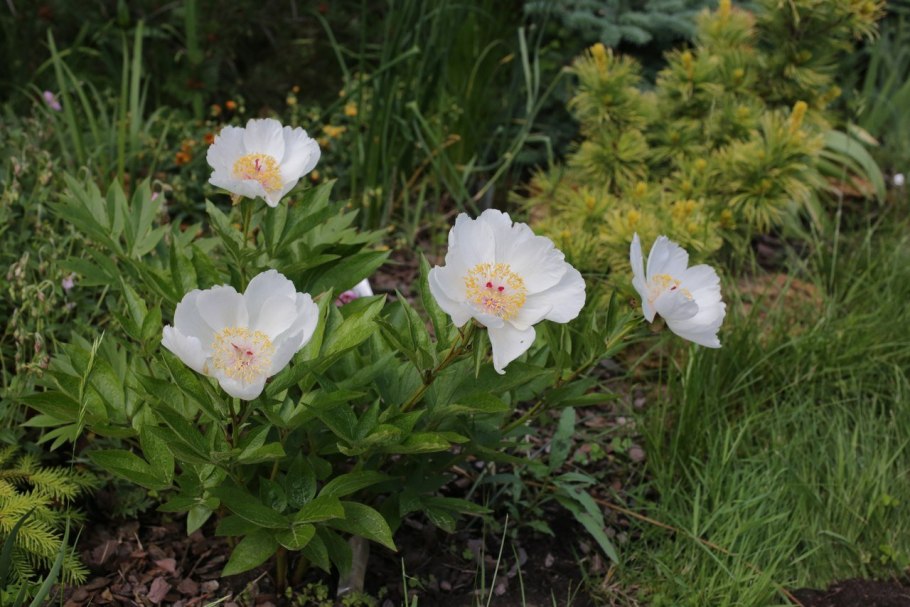 Пион Stellar Charm