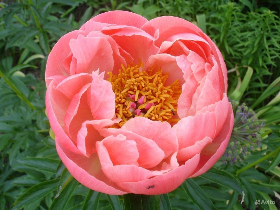 Пион гибридный Корал Чарм