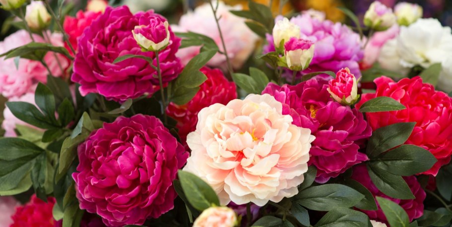 Пион Корал Сансет