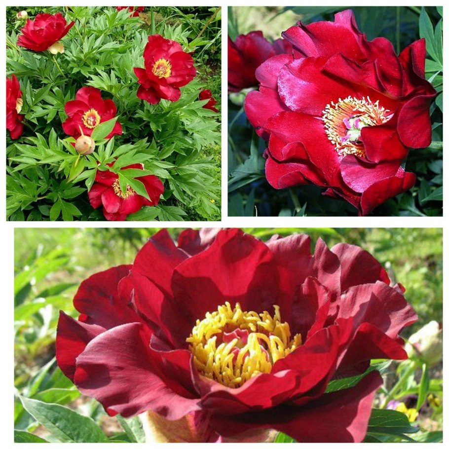 Пион патио Лондон