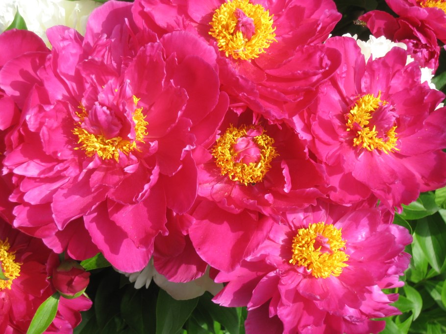 Пион патио Рим