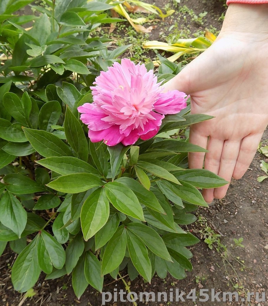 Пион Patio Peony London