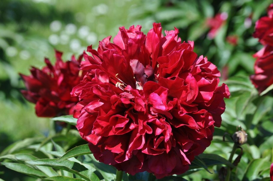 Пион Ричез энд Флейм