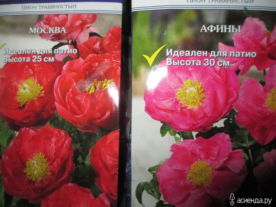 Пионы травянистые (патио) Афины