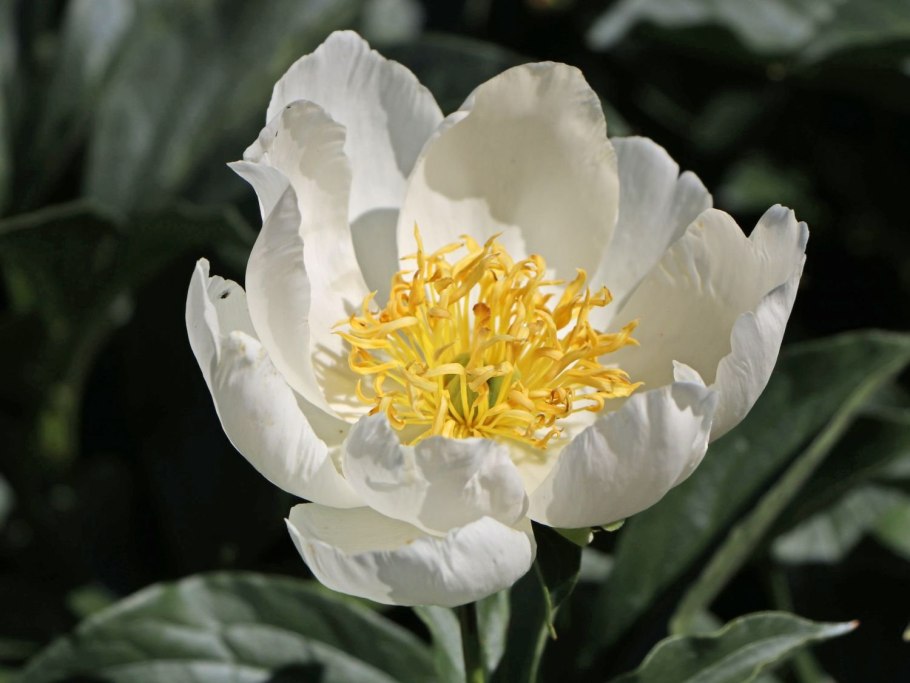 Пион Jan van Leeuwen