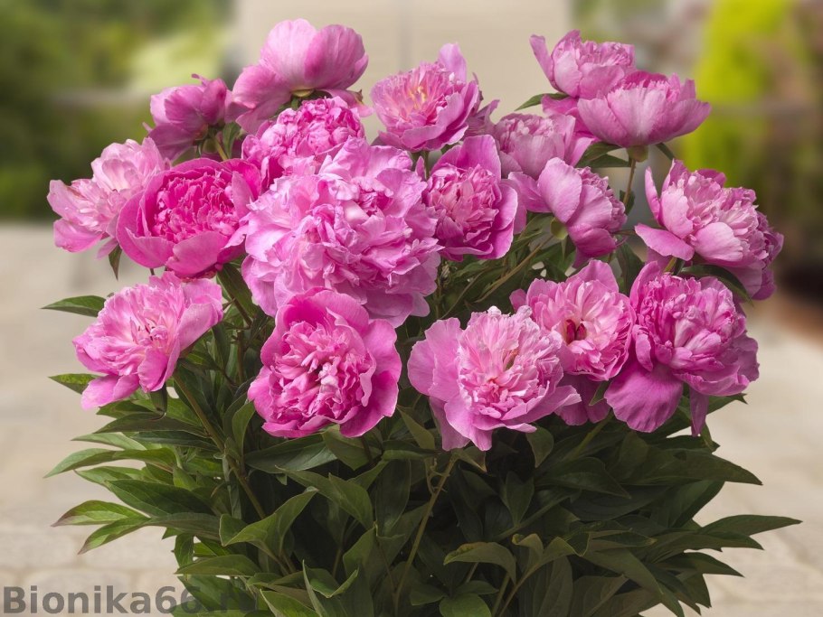 Пион Patio Peony™ Rome