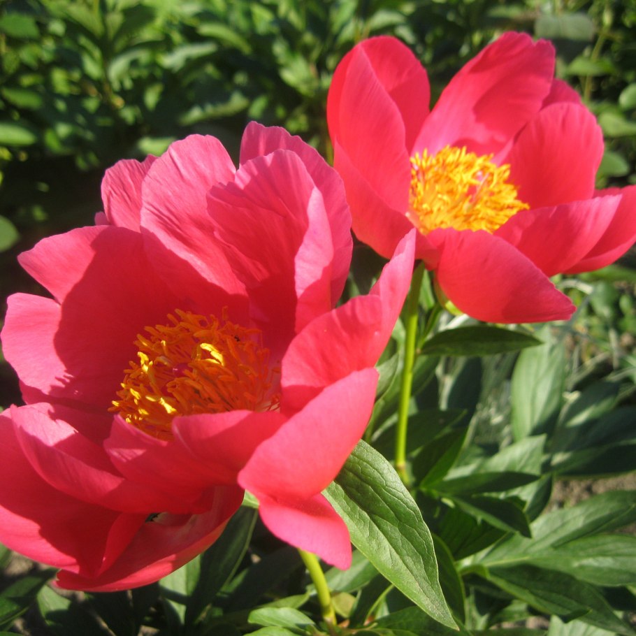 Пион молочноцветковый Имакулее