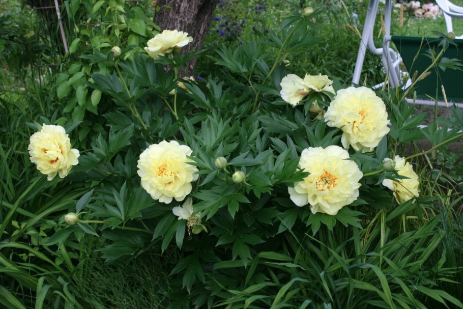 Пион Мадрид