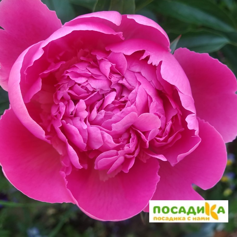 Пион Patio Peony Rome