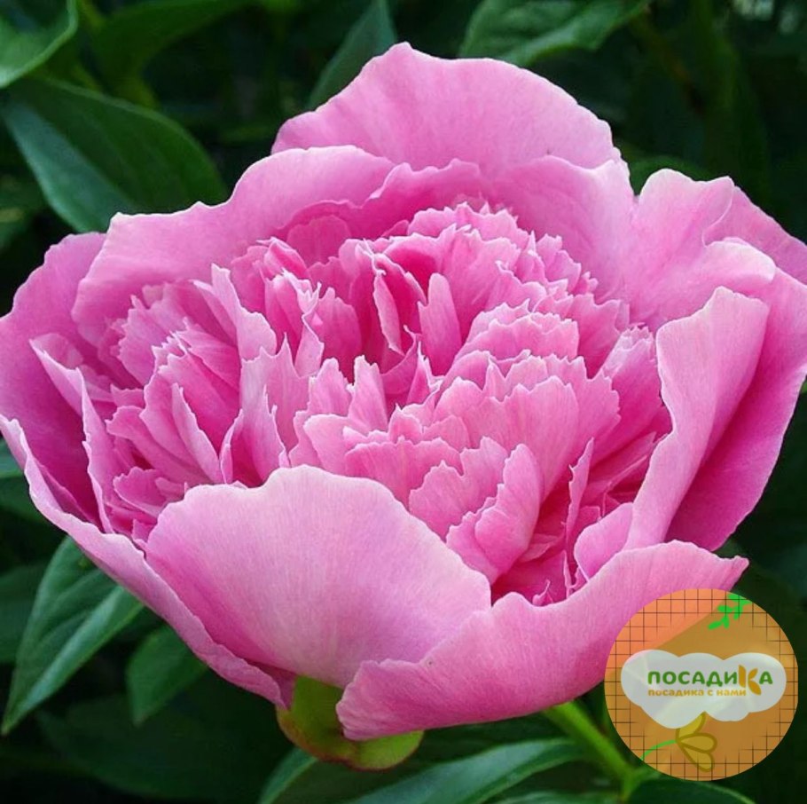 Пион молочноцветковый Bouquet perfect