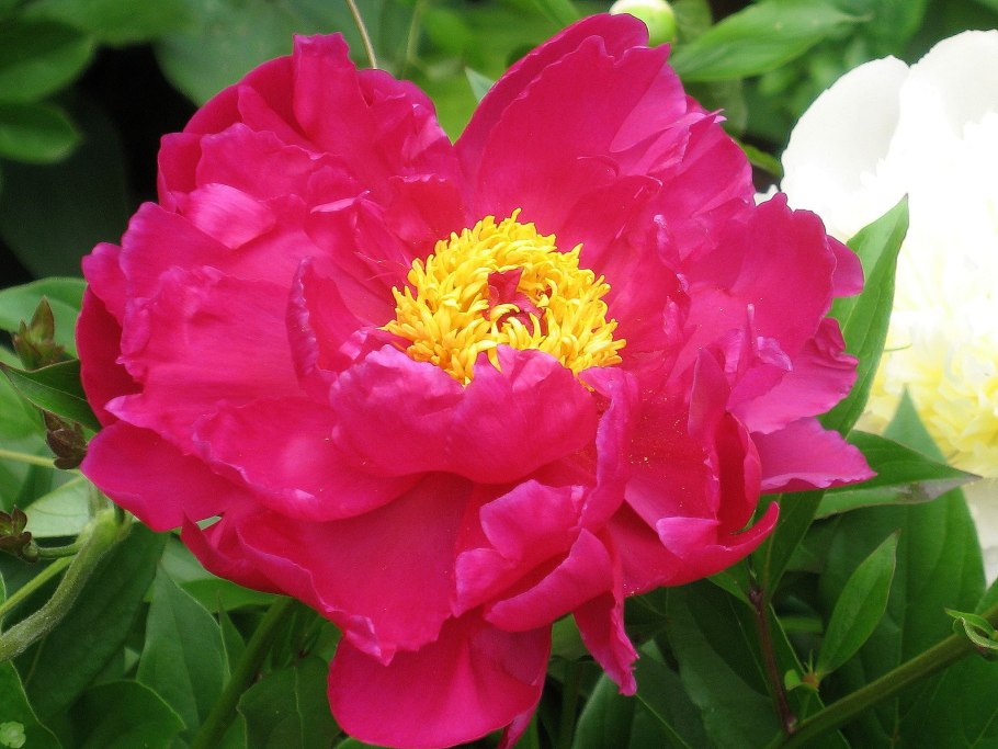 Пион Patio Peony Rome