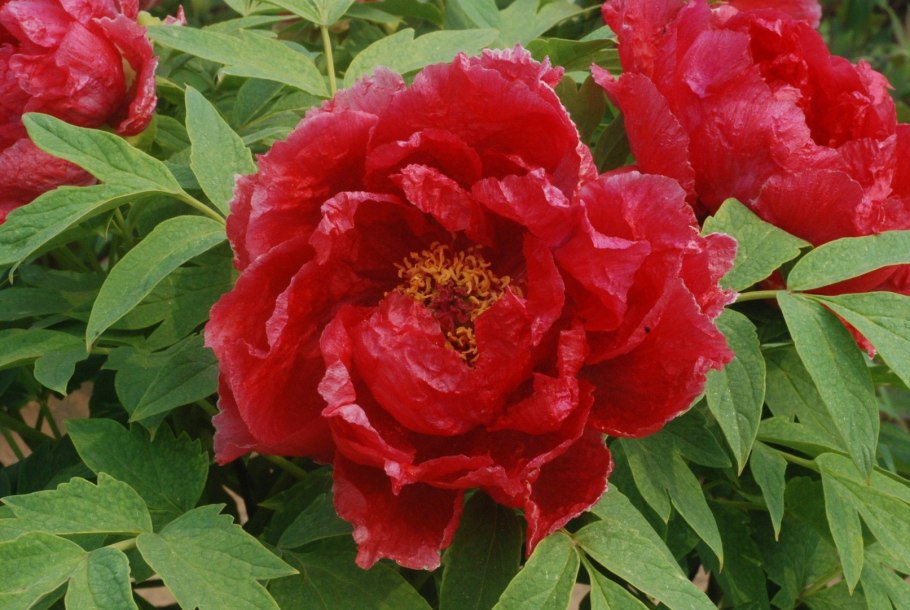 Пион древовидный Алые паруса