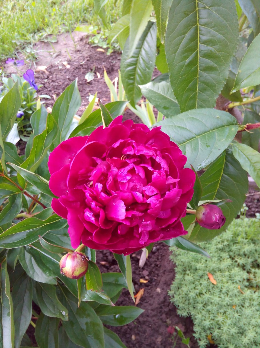 Пион патио Лондон