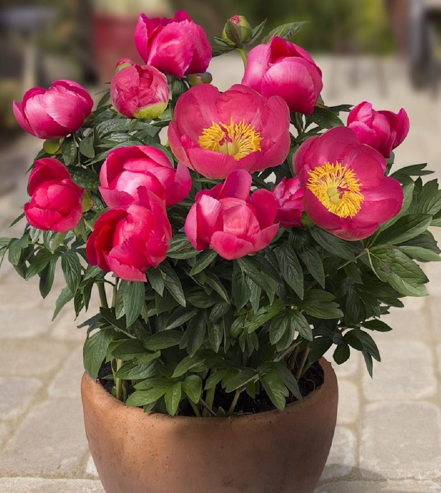 Пион патио Осло