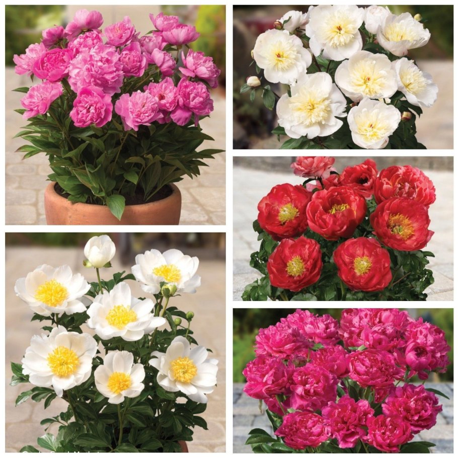 Пион Клемансо