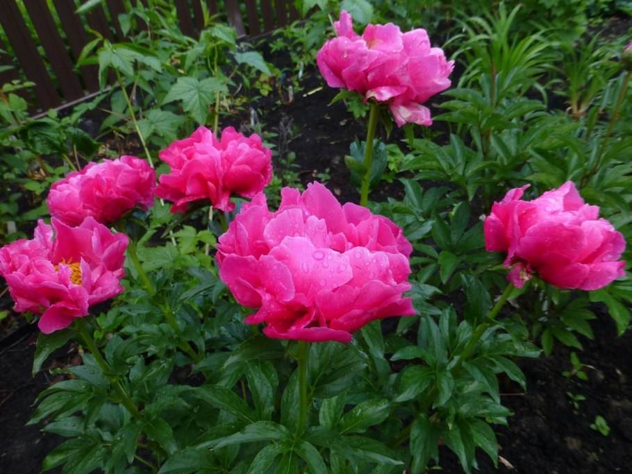 Пион Паула фей