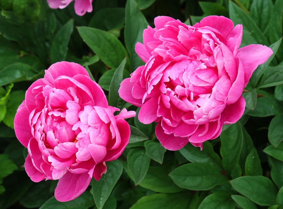 Пион Bouquet perfect