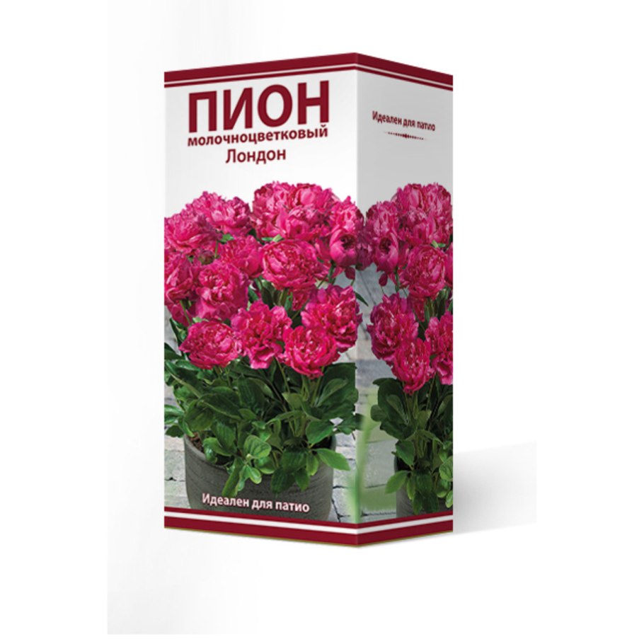 Пион Patio Peony London