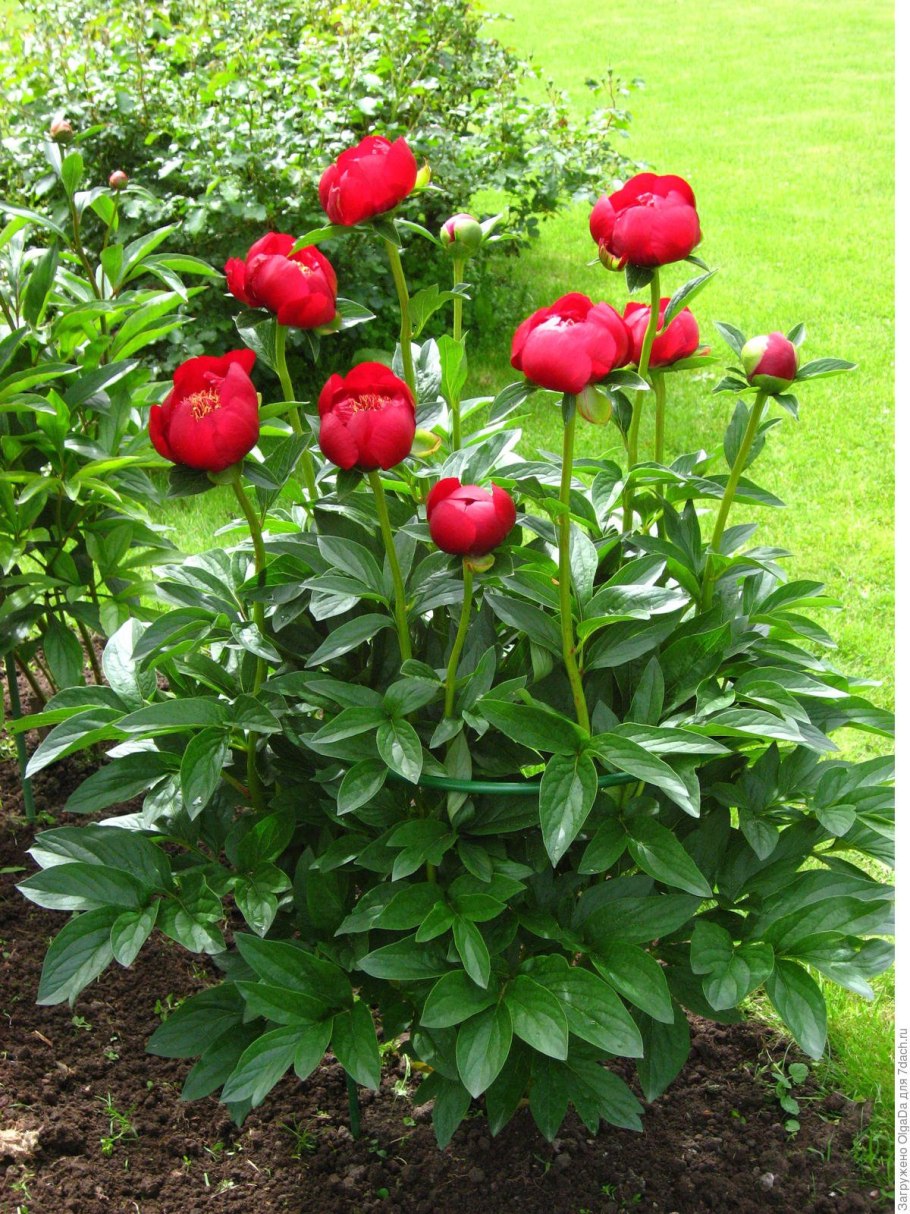 Пион Уолтер Мейнс