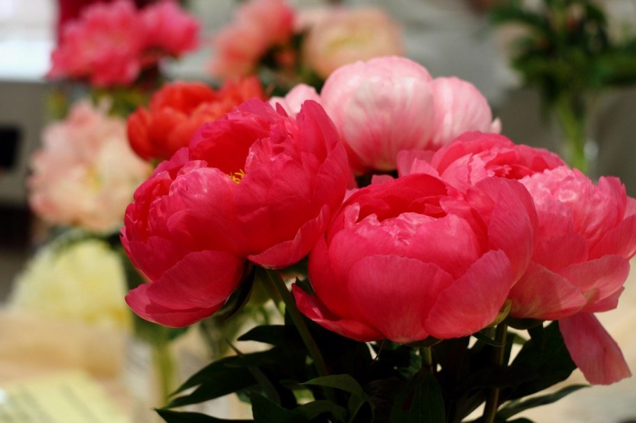 Пион травянистый букет Перфект