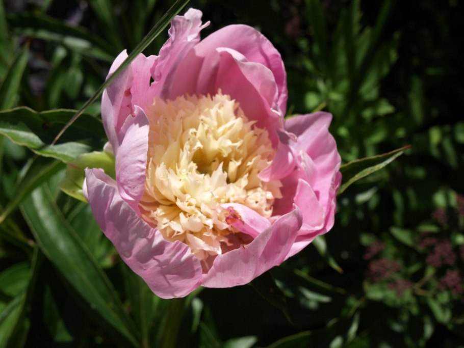 Пион патио Лондон