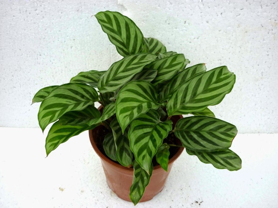 Сингониум стреловидный