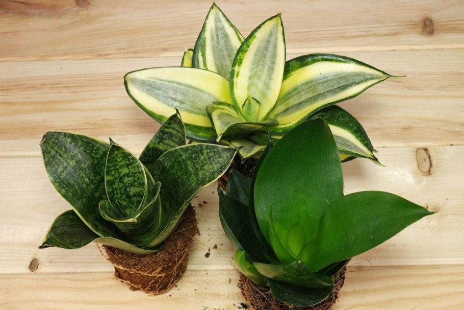 Алоказия Купрея