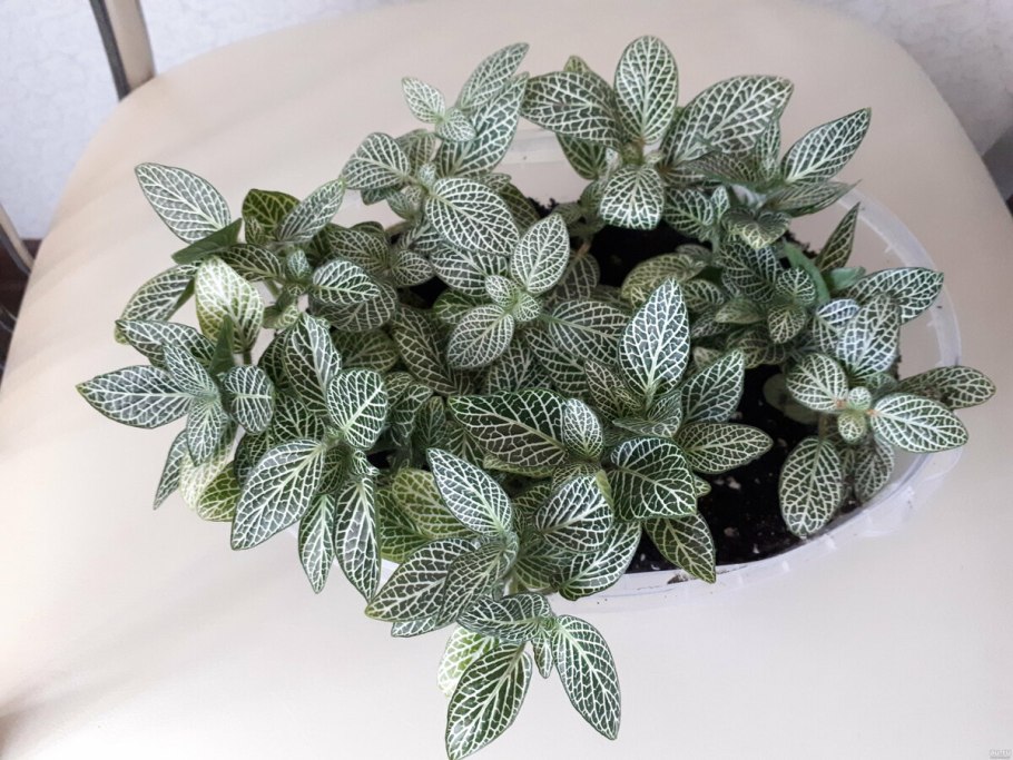 Бегония brevirimosa