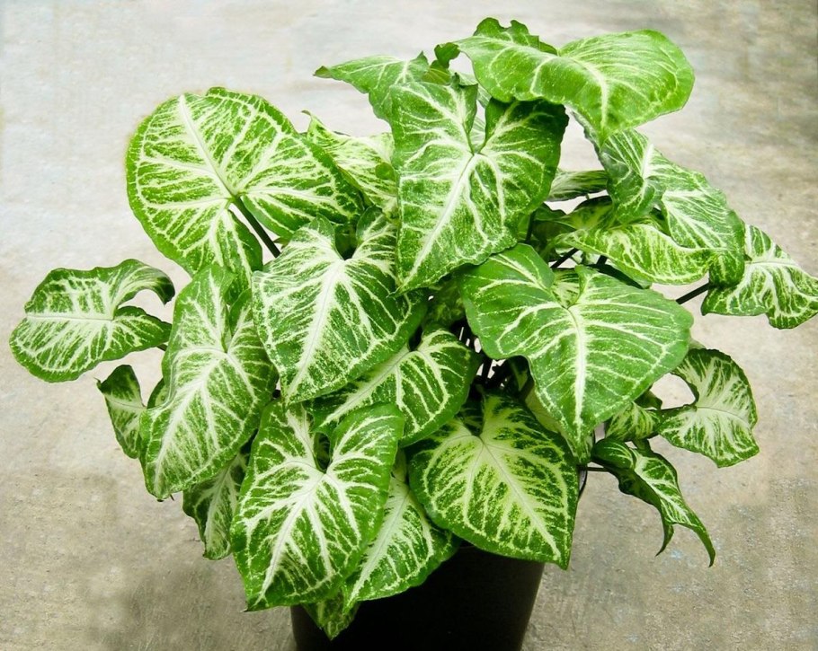 Хоста вербейник папоротник