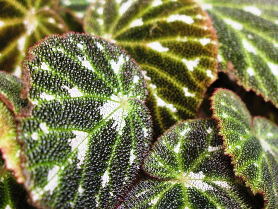 Кодиеум Кротон Пальма