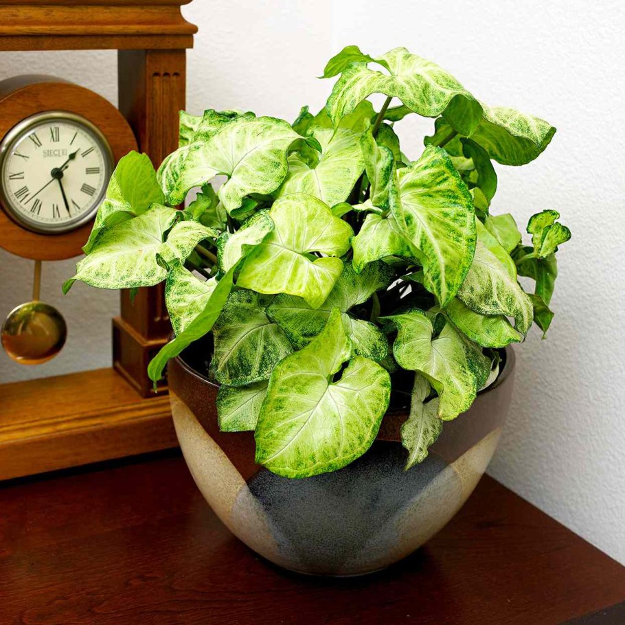 Калатея бикажу Гекко